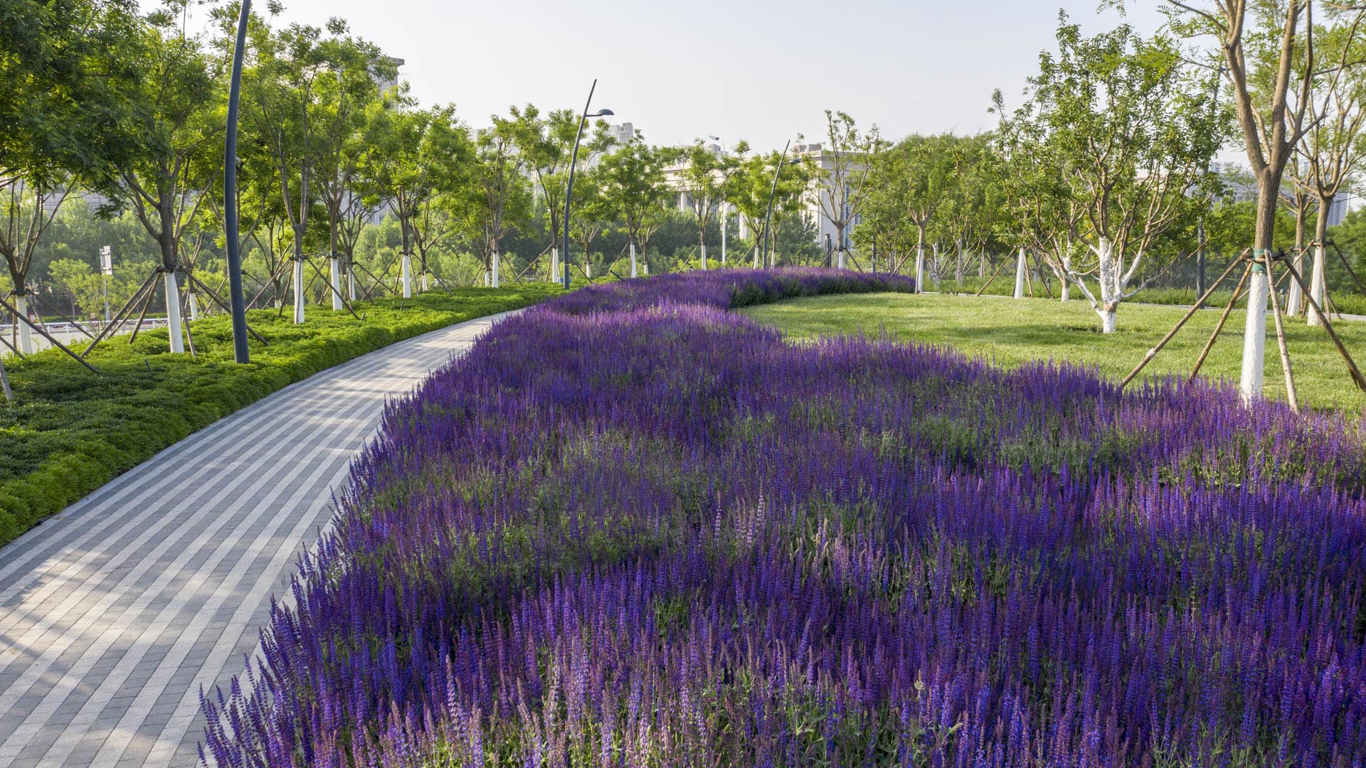 Tianjin-Cultural-Park-David-Lloyd-123