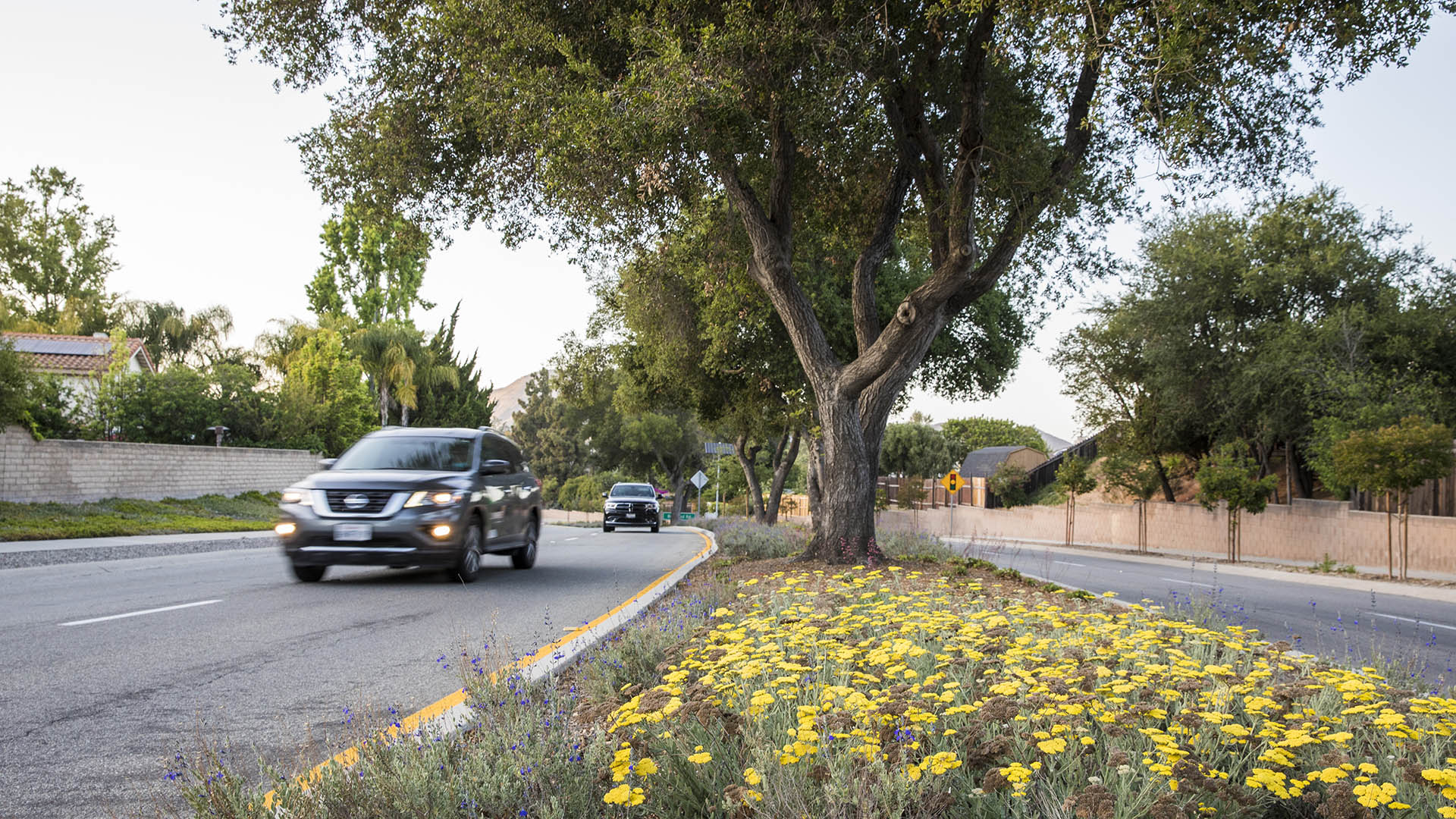 Thousand Oaks Medians-David Lloyd-3727
