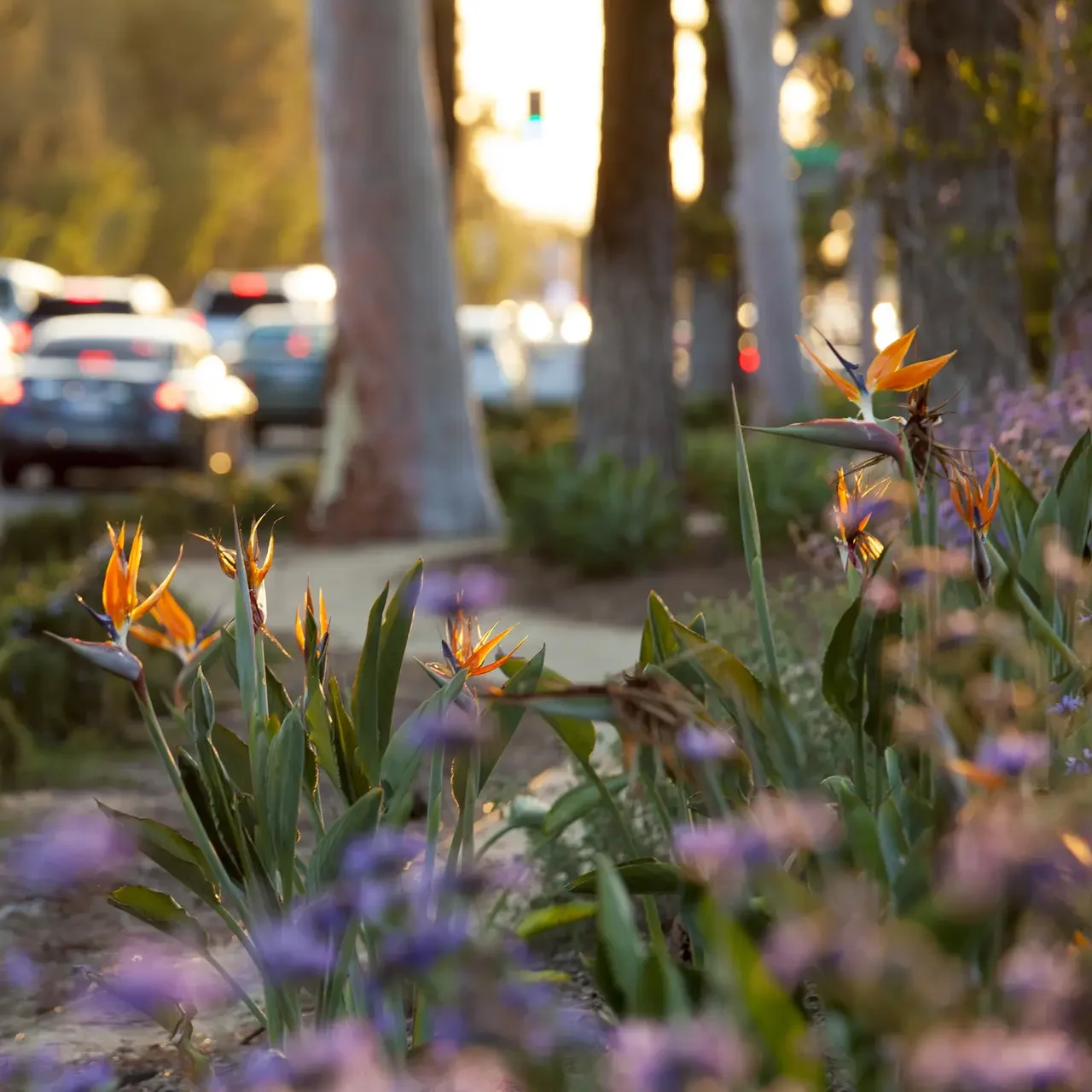 CSULB - Bill Tatham-3885_presentation